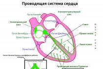 Функции проводящей системы сердца